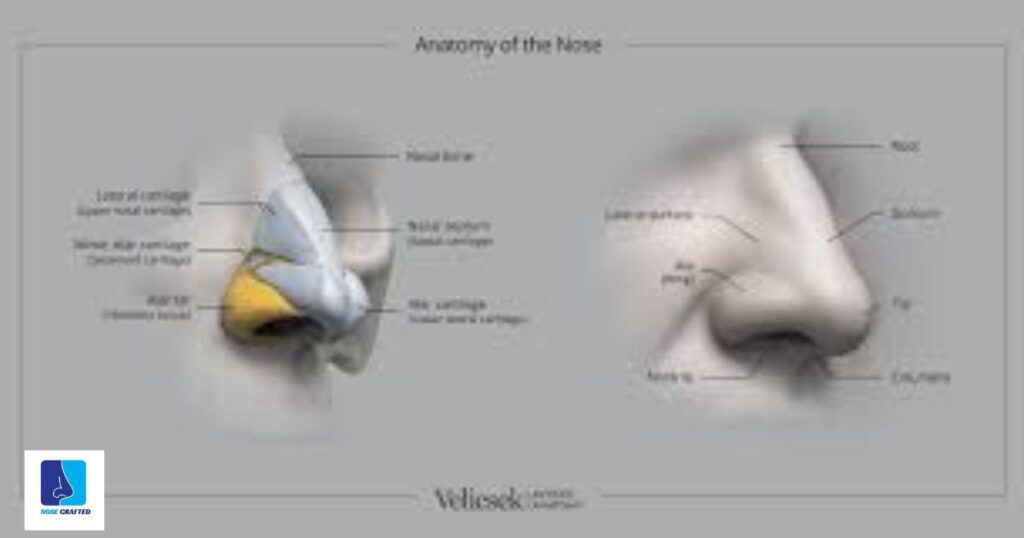 Exploring Nose Anatomy