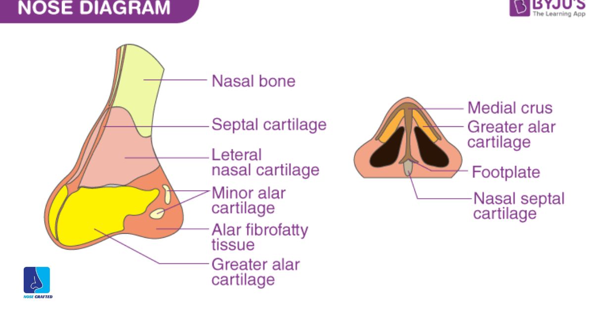 Where To Pierce Your Nose Diagram?