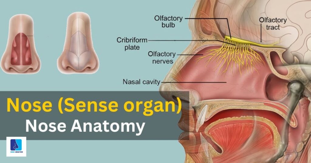 Nose Anatomy